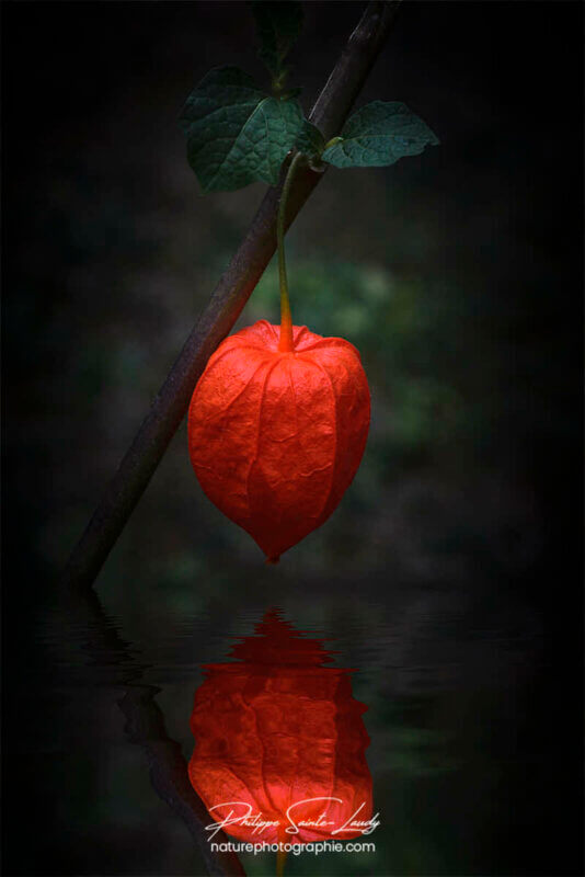 Reflet d'un physalis