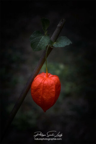 Physalis sombre