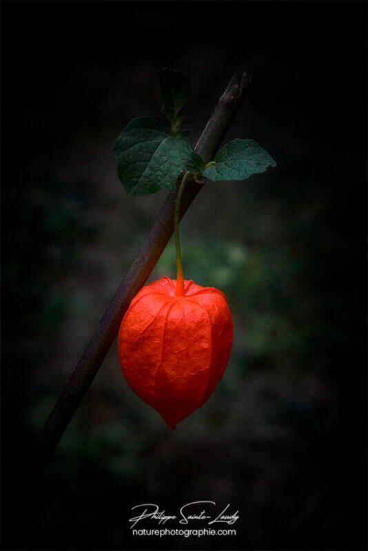 Physalis sombre