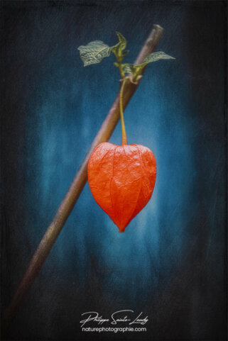 Physalis avec une texture photo