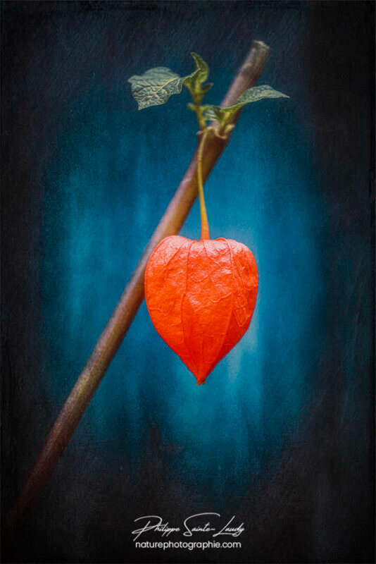 Physalis avec une texture photo