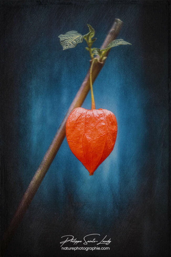 Physalis avec une texture photo