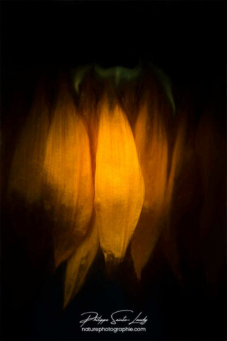 Gros plan sur des pétales de tournesol