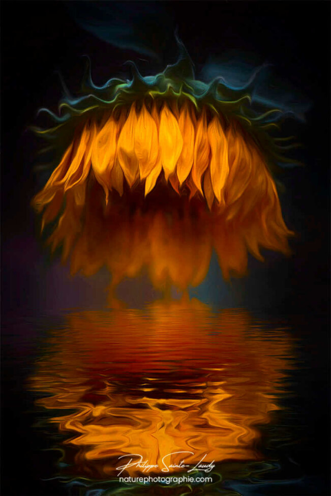 Un tournesol se reflète dans l'eau
