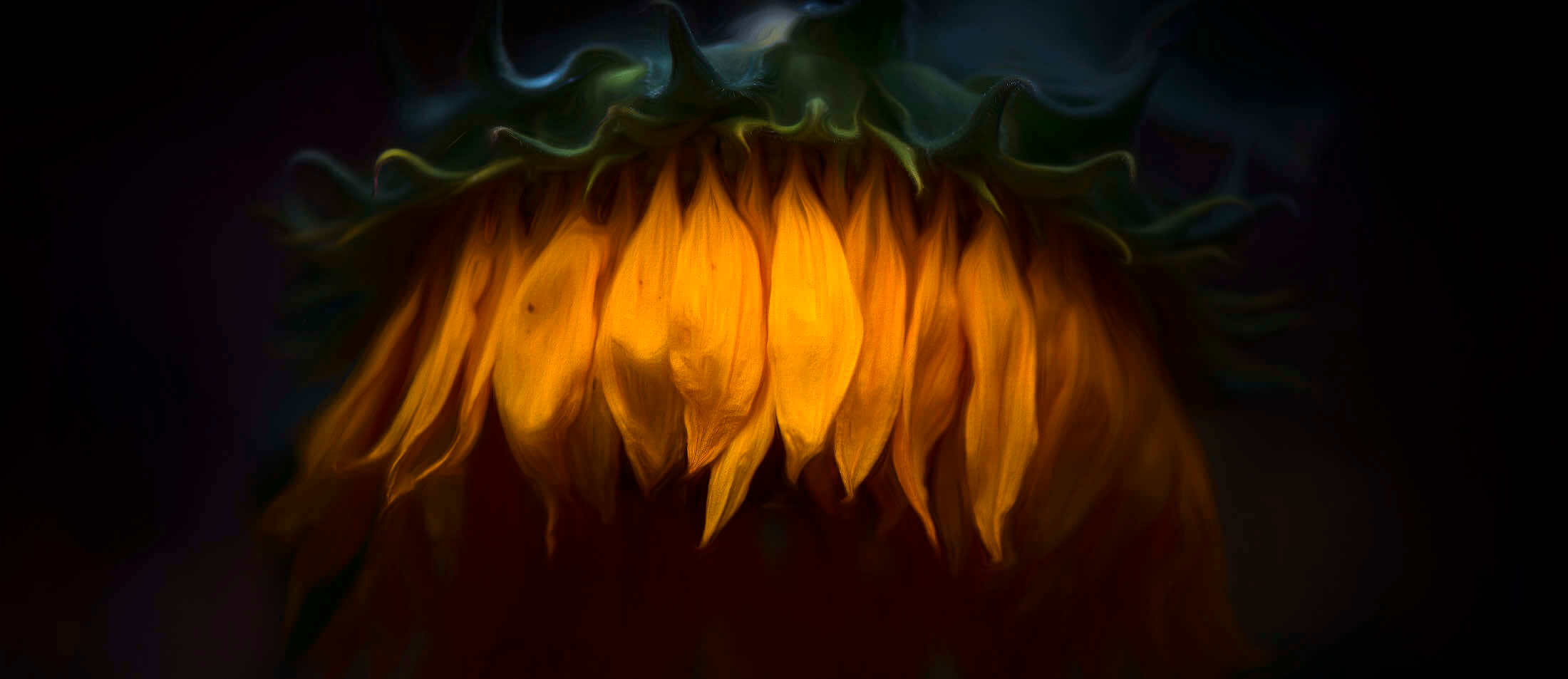 Des photos de tournesols