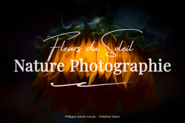 Tournesol-fleur-du-soleil Tournesol fleur du soleil