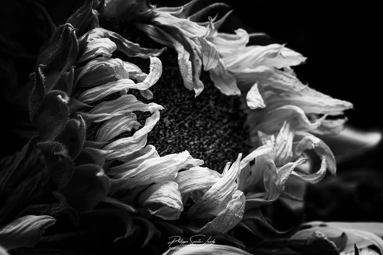 Tournesol en noir et blanc