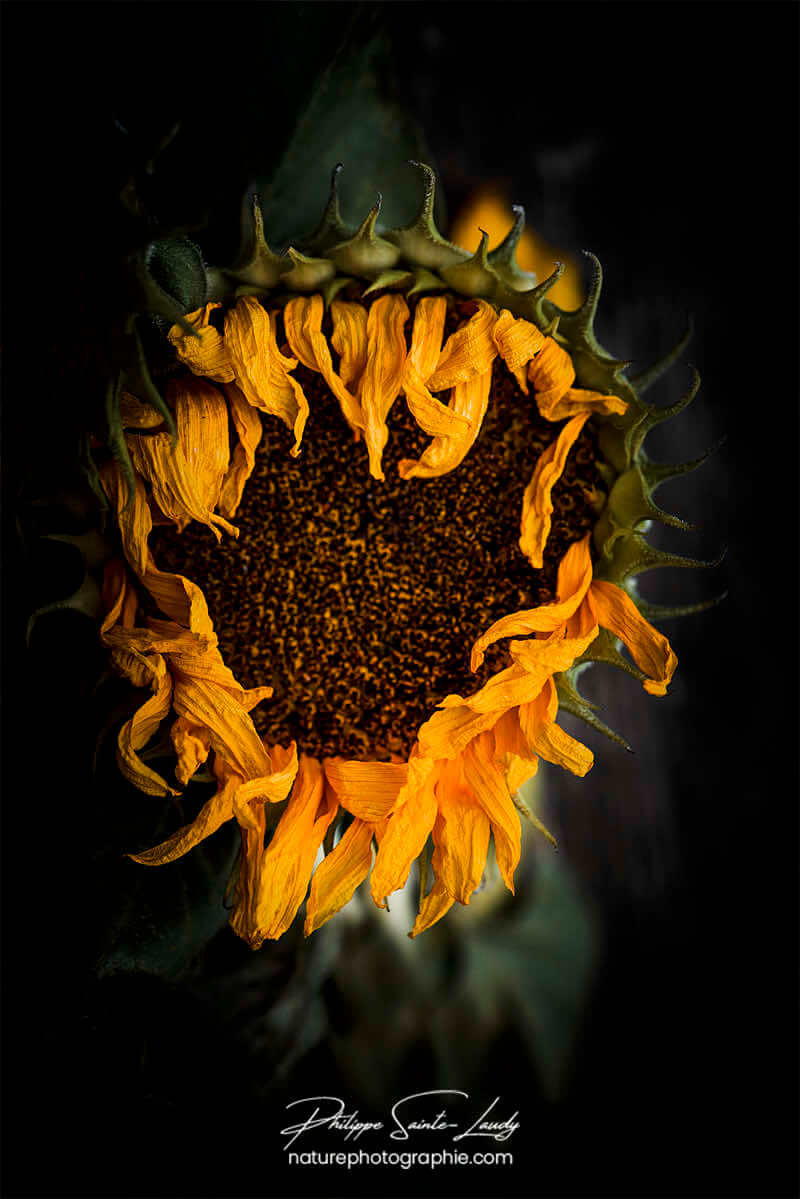 Tournesol en fin de saison