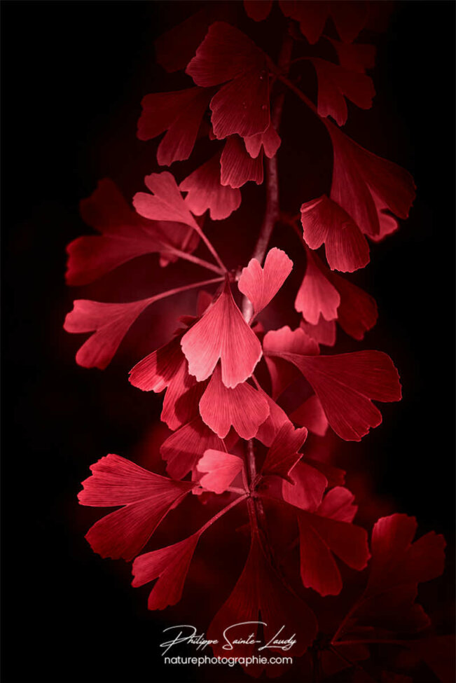 Ginkgo rouge…