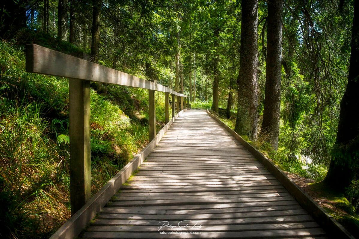 Chemin aménagé en forêt