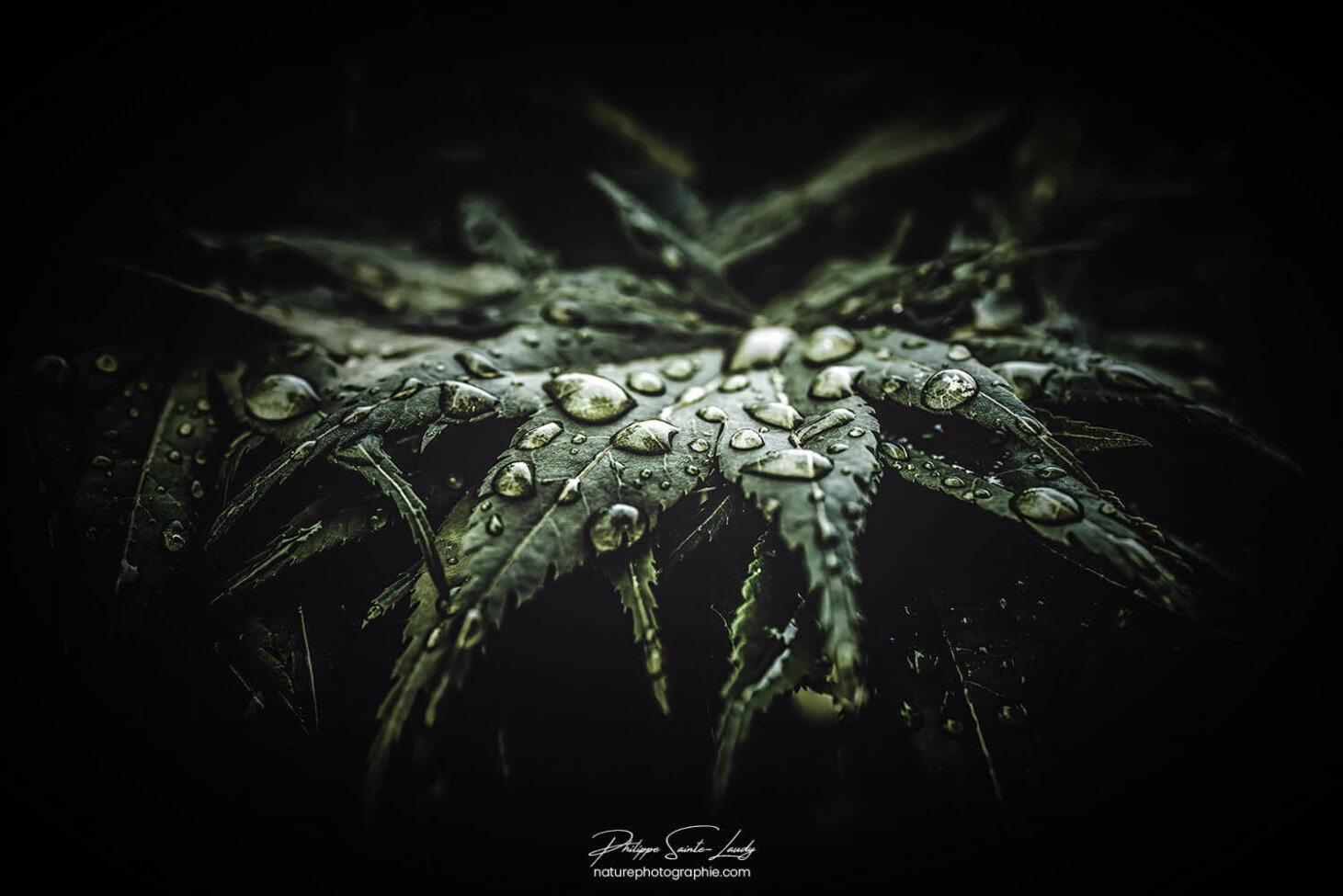 Gouttes d'eau sur feuilles