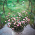 Composition bonheur