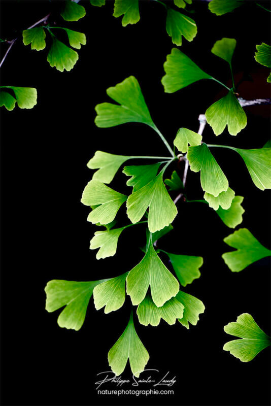 Feuilles de ginkgo au printemps