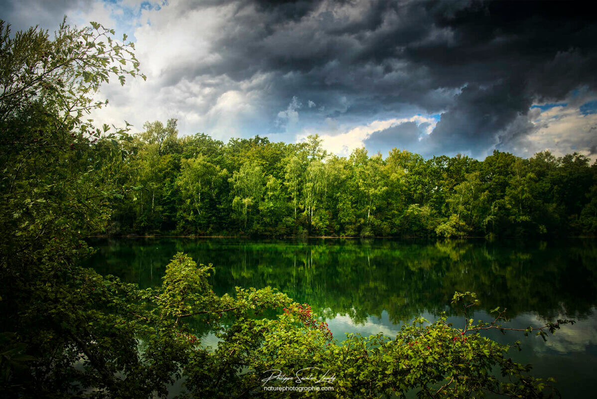 Forêt en bordure d'un étang