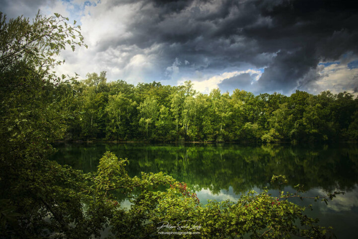 Forêt en bordure d'un étang