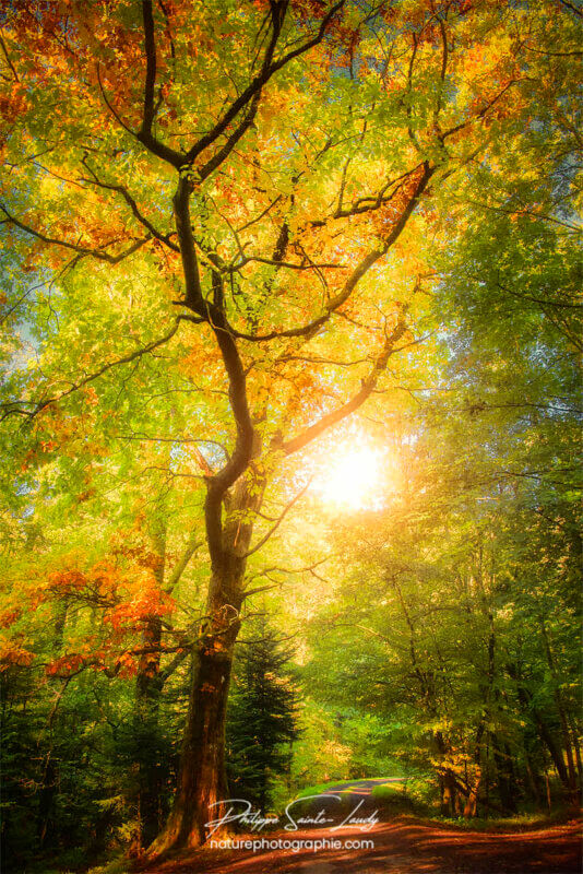 Une journée d'automne en forêt