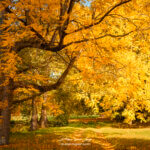 Chemin sous les arbres en automne