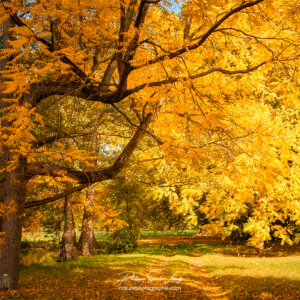 Chemin sous les arbres en automne