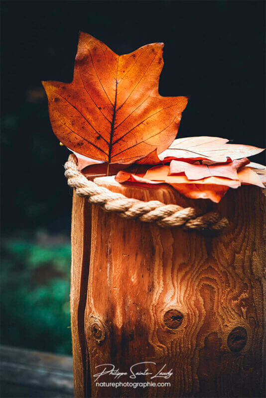 Feuille sur une bûche