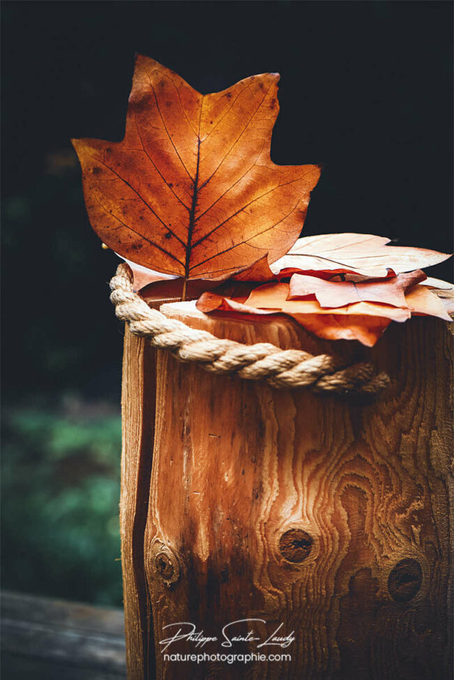 Feuille sur une bûche