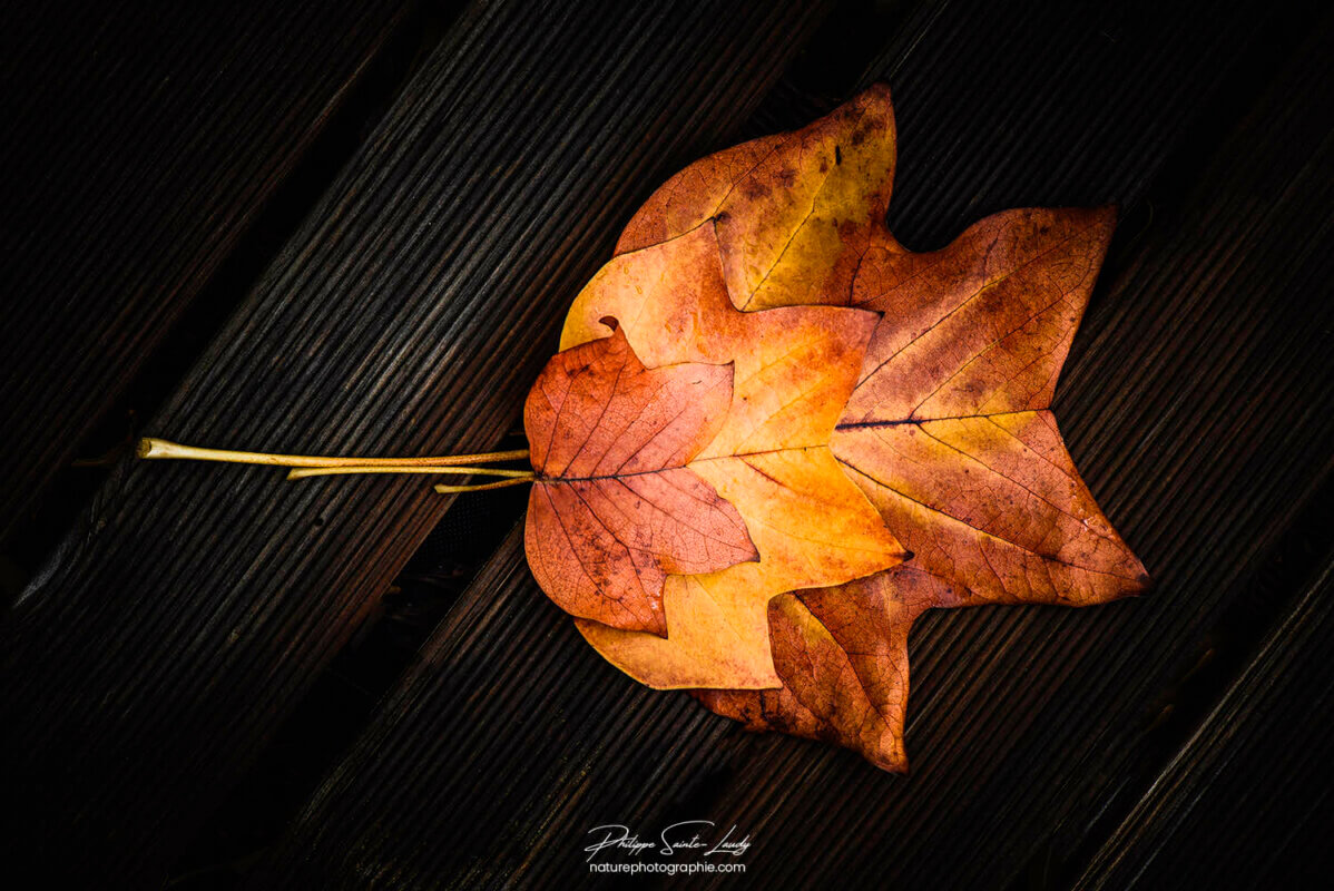 Feuilles colorées de tulipier de Virginie