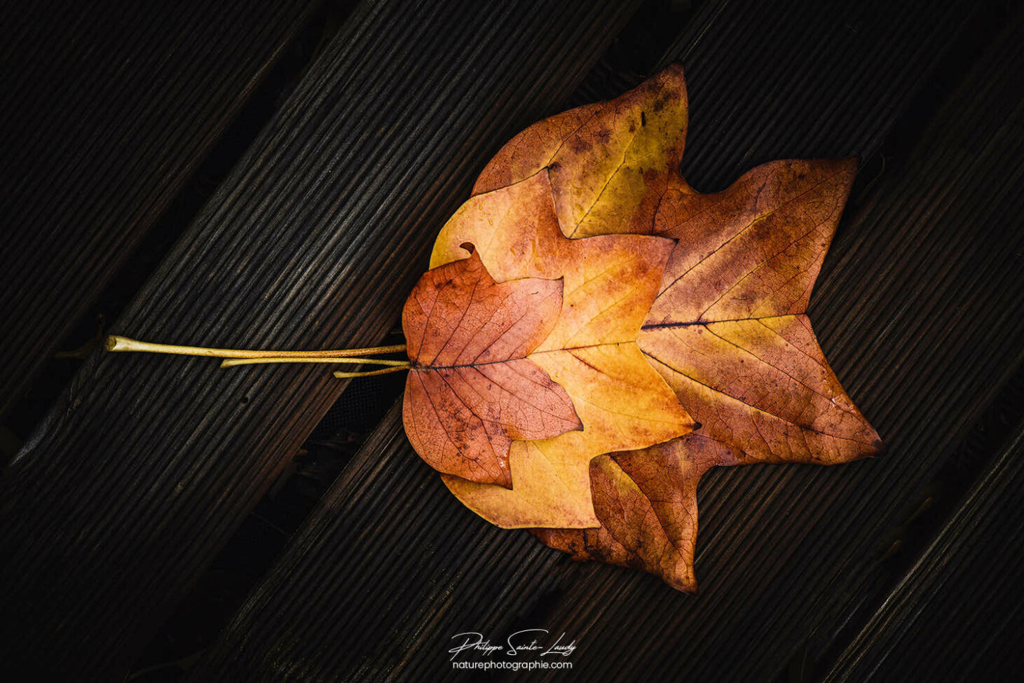 Feuilles colorées de tulipier de Virginie