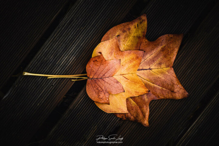 Feuilles colorées de tulipier de Virginie