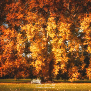 Banc sous un arbre en automne