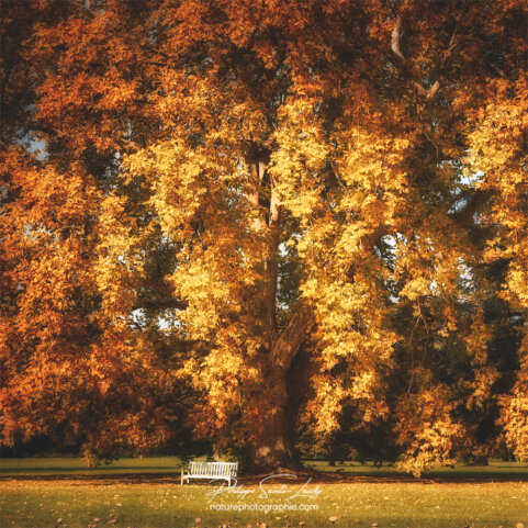 Banc sous un arbre en automne
