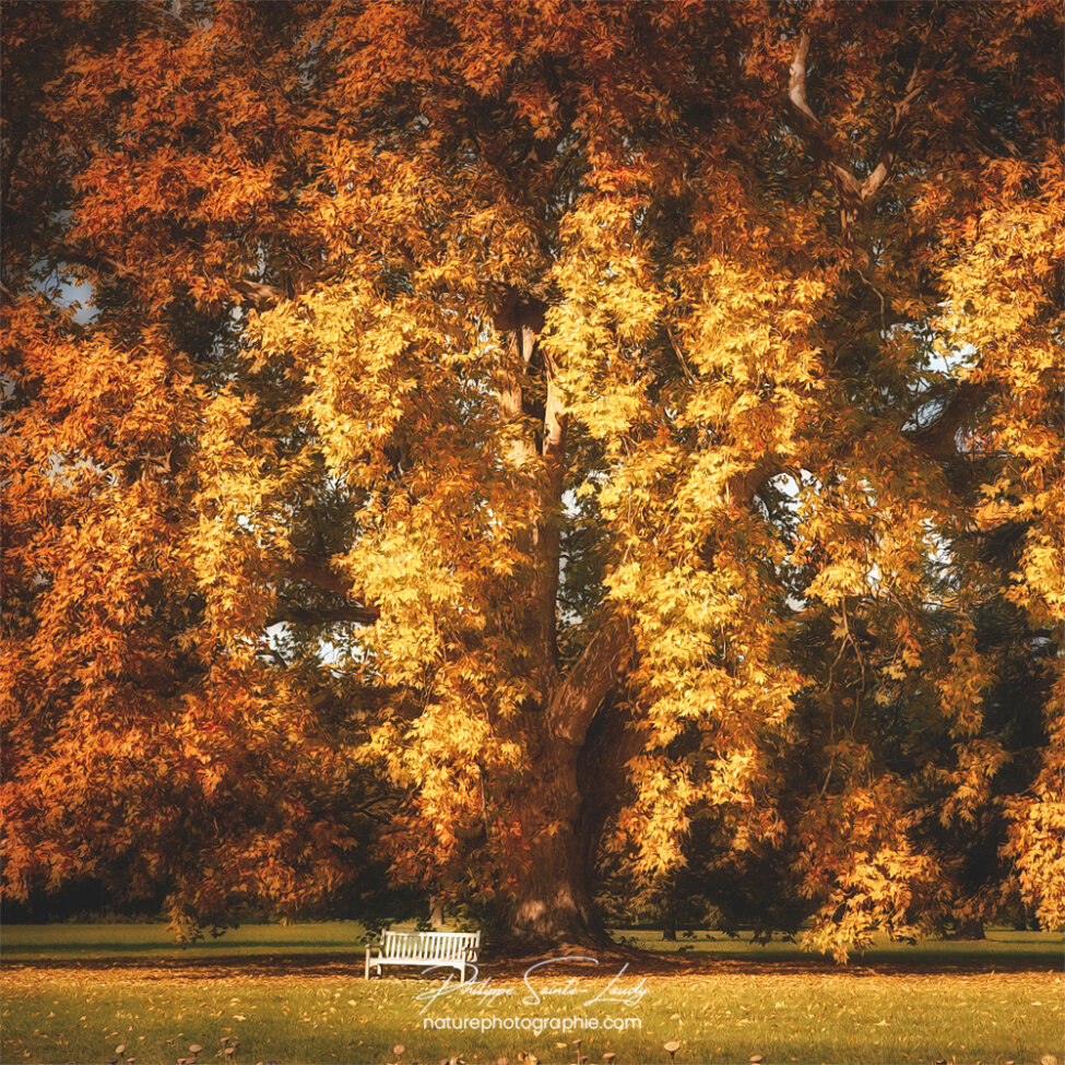 Banc sous un arbre en automne