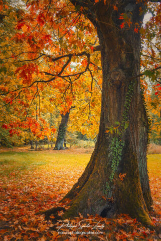 Couleurs d'un arbre en automne