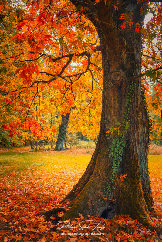 Couleurs d'un arbre en automne