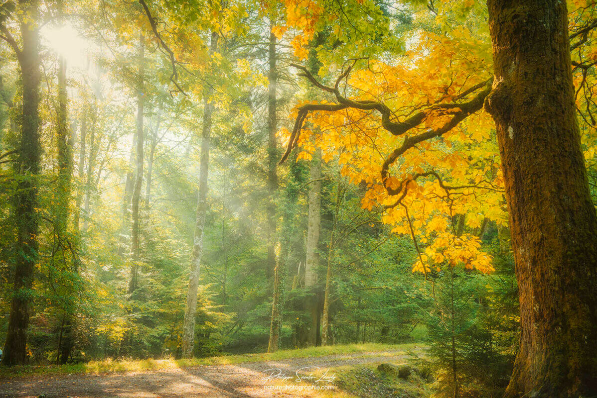 Rayons de lumière en forêt