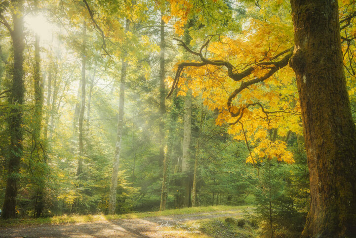 Rayons de lumière en forêt