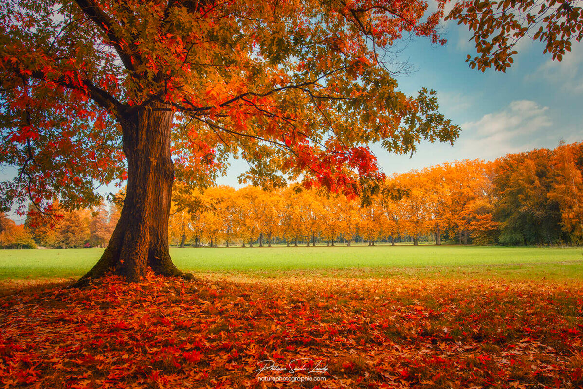 Arbres en automne