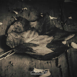 Automne en noir et blanc - 4