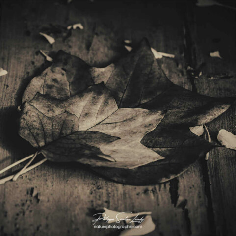 Automne en noir et blanc - 4