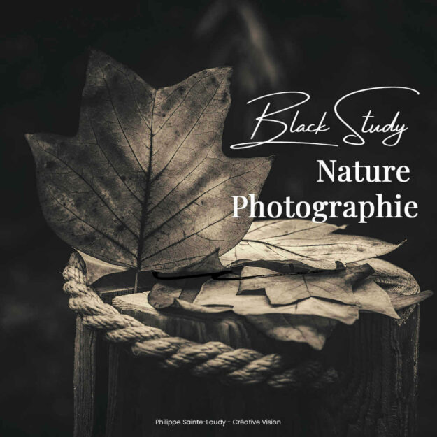 Photos d'automne en noir et blanc
