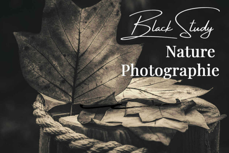 Photos d'automne en noir et blanc