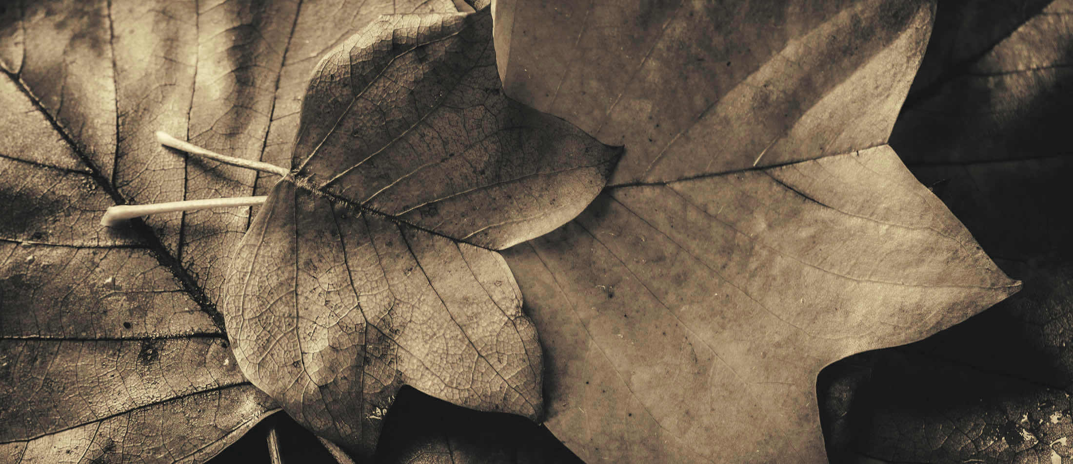 Automne en noir et blanc