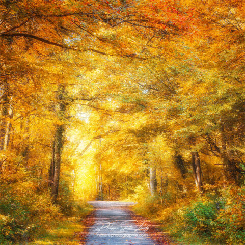 Couleurs de l'automne