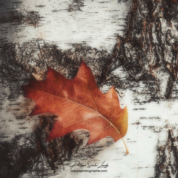 Feuille de chêne en automne