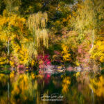 Reflet d'une forêt en automne