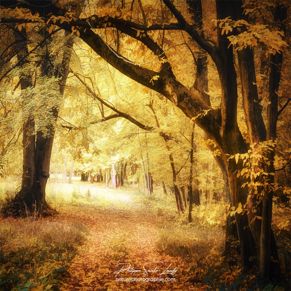 Forêt en automne