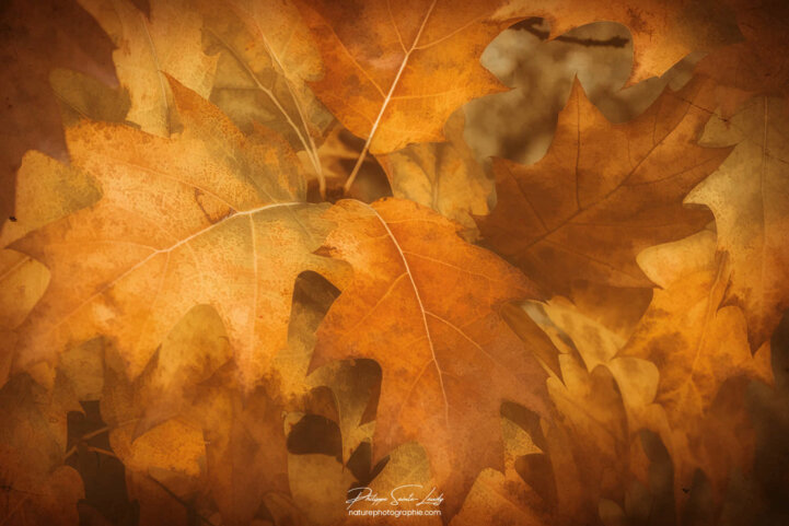 Feuilles de chêne dorées