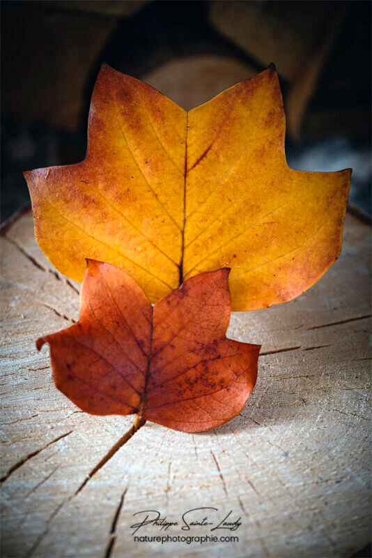 Feuilles couleur d'automne