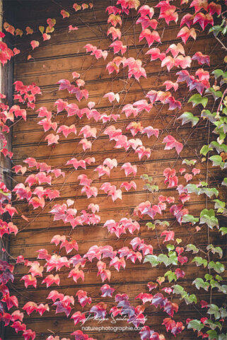 Feuilles rouges