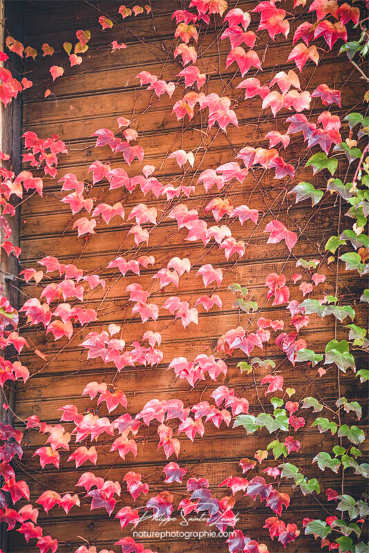 Feuilles rouges