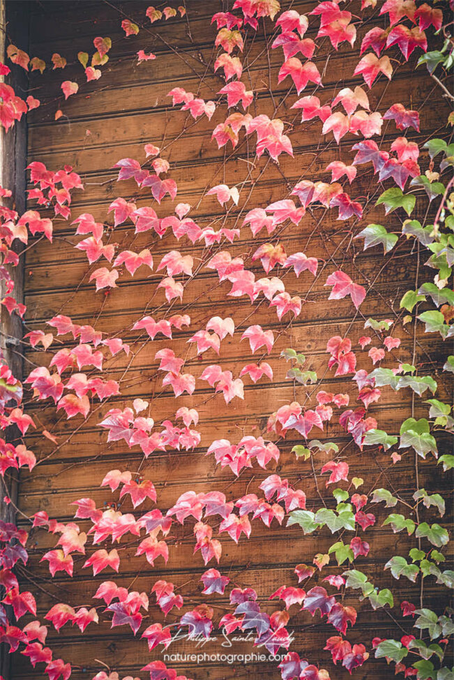 Feuilles rouges