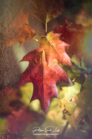 Feuille de chêne en automne